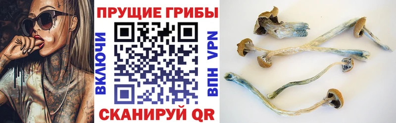 сколько стоит  Хвалынск  Галлюциногенные грибы Cubensis 